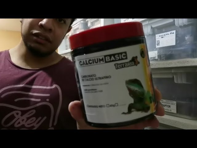 Cómo estimular la reproducción en reptiles mascota explicada por veterinarios