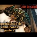 Cómo estimular la reproducción en reptiles mascota para camaleones