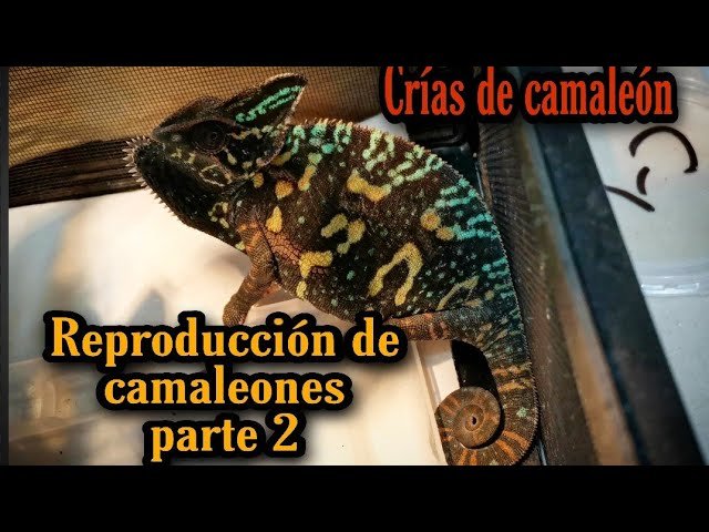 Cómo estimular la reproducción en reptiles mascota para camaleones