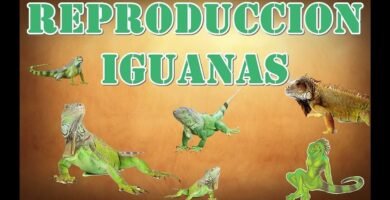 Cómo estimular la reproducción en reptiles mascota para iguanas