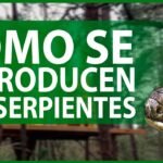 Cómo estimular la reproducción en reptiles mascota para serpientes