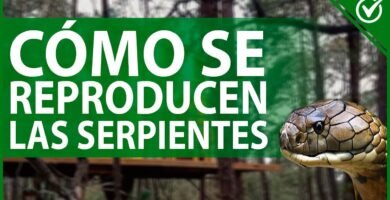 Cómo estimular la reproducción en reptiles mascota para serpientes