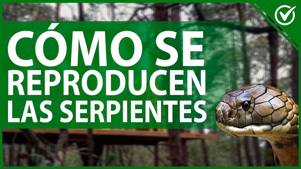 Cómo estimular la reproducción en reptiles mascota para serpientes