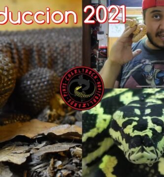 Cómo estimular la reproducción en reptiles mascota paso a paso