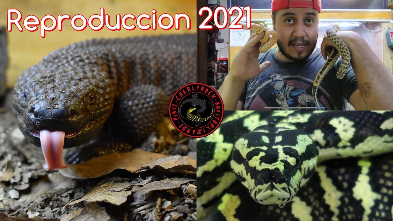 Cómo estimular la reproducción en reptiles mascota paso a paso