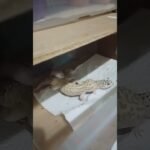 Cómo estimular la reproducción en reptiles mascota sin experiencia previa