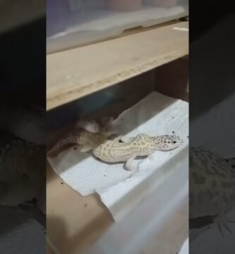 Cómo estimular la reproducción en reptiles mascota sin experiencia previa