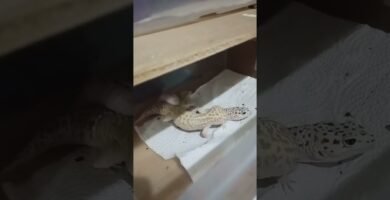 Cómo estimular la reproducción en reptiles mascota sin experiencia previa