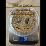 Cómo estimular la reproducción en reptiles mascota sin incubadora