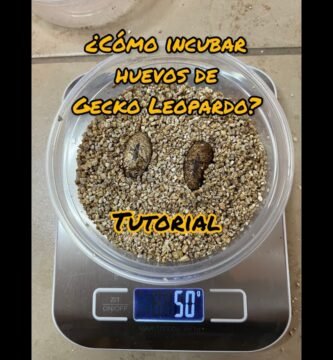 Cómo estimular la reproducción en reptiles mascota sin incubadora