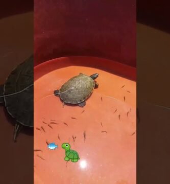 Ideas de hábitats decorativos para reptiles en Trujillo