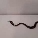Juguetes para reptiles activos en Trujillo