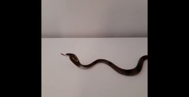 Juguetes para reptiles activos en Trujillo