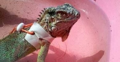 Qué hacer si tu reptil doméstico se enferma sin gastar mucho dinero