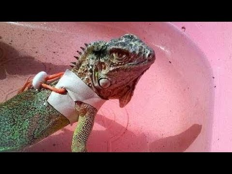 Qué hacer si tu reptil doméstico se enferma sin gastar mucho dinero