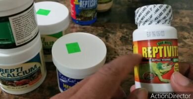 Suplementos esenciales en la dieta de reptiles en casa con fuentes de calcio naturales