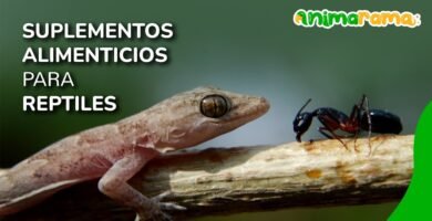 Suplementos esenciales en la dieta de reptiles en casa en invierno