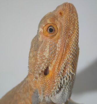 Suplementos esenciales en la dieta de reptiles en casa en verano