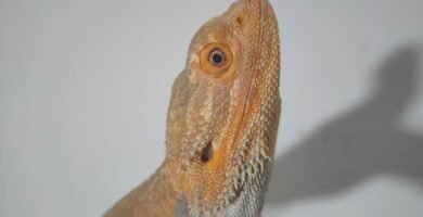 Suplementos esenciales en la dieta de reptiles en casa en verano