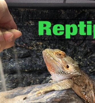 ¿Por qué mi reptil escarba constantemente en el sustrato? durante la noche