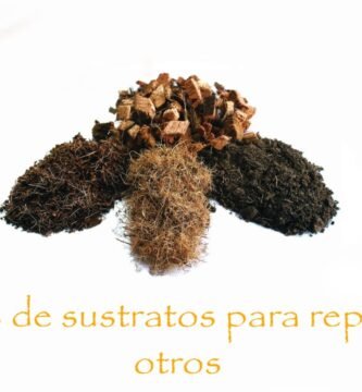 ¿Por qué mi reptil escarba constantemente en el sustrato? en terrarios grandes