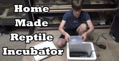 Cómo actuar cuando nacen crías de reptiles en casa con incubadora artificial