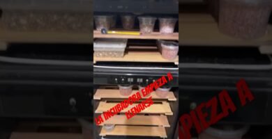 Cómo actuar cuando nacen crías de reptiles en casa en clima tropical