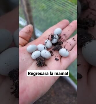 Cómo actuar cuando nacen crías de reptiles en casa paso a paso