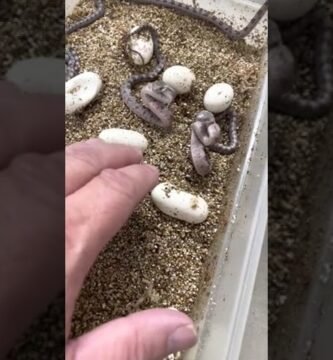 Cómo actuar cuando nacen crías de reptiles en casa según expertos