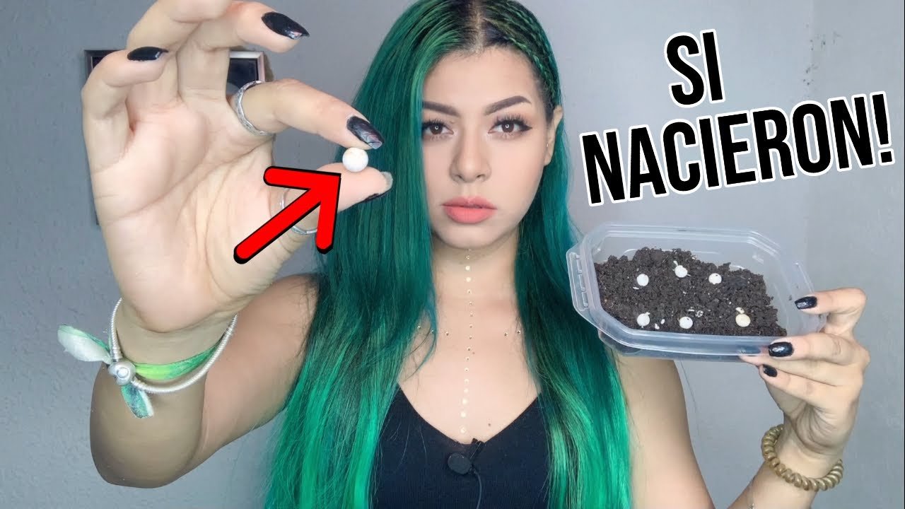 Cómo actuar cuando nacen crías de reptiles en casa sin incubadora