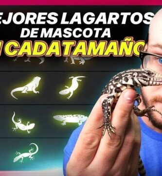 Cómo elegir el tamaño adecuado para la casa de tu reptil adaptadas a reptiles grandes