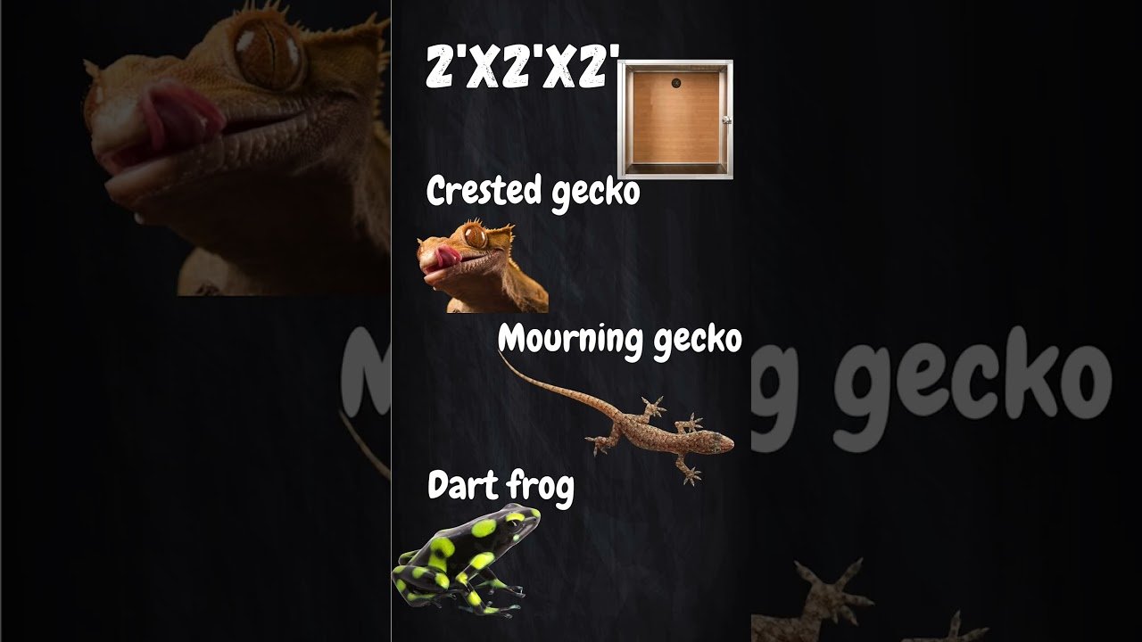 Cómo elegir el tamaño adecuado para la casa de tu reptil con bajo presupuesto