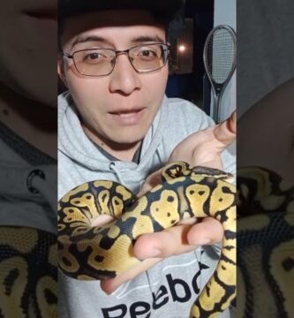 Cómo elegir el tamaño adecuado para la casa de tu reptil con buena ventilación