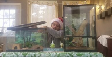 Cómo elegir el tamaño adecuado para la casa de tu reptil con materiales ecológicos