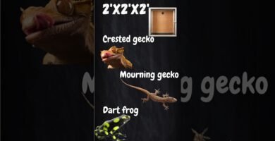 Cómo elegir el tamaño adecuado para la casa de tu reptil en climas cálidos