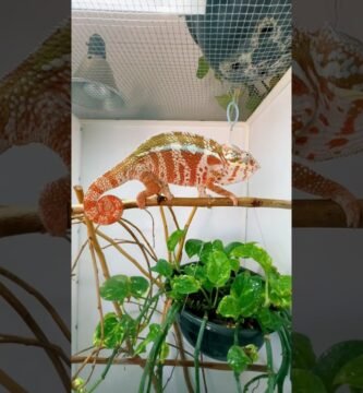 Cómo elegir el tamaño adecuado para la casa de tu reptil para camaleones