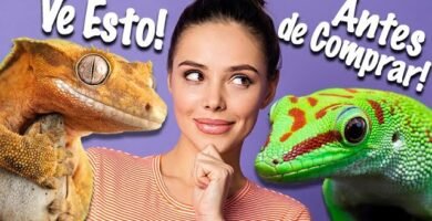 Cómo elegir el tamaño adecuado para la casa de tu reptil para geckos