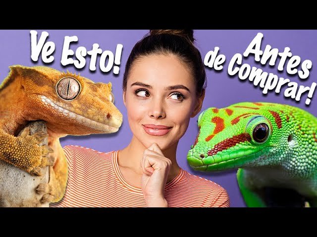 Cómo elegir el tamaño adecuado para la casa de tu reptil para geckos