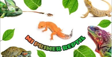 Cómo elegir el tamaño adecuado para la casa de tu reptil para principiantes