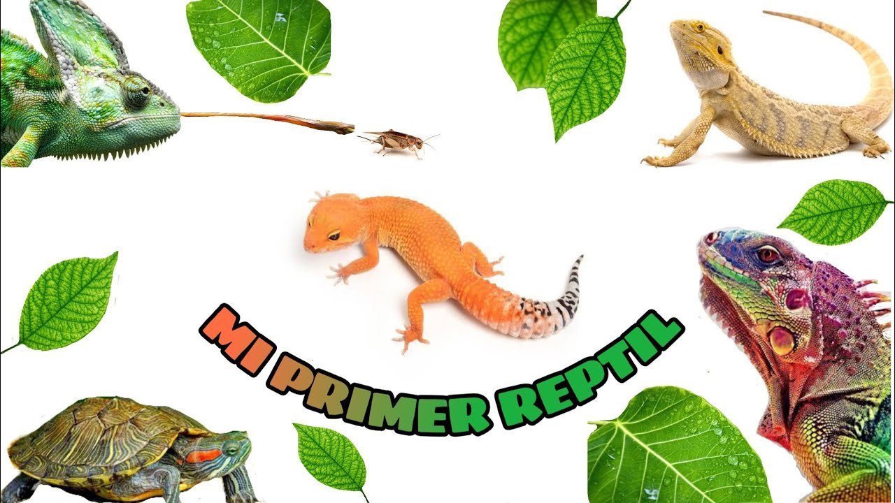 Cómo elegir el tamaño adecuado para la casa de tu reptil para principiantes