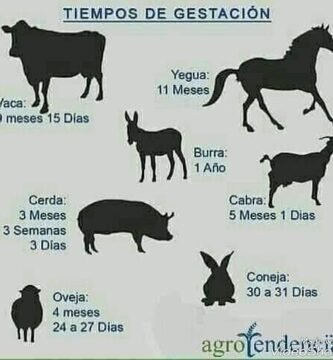 Cuánto tiempo tarda la gestación en reptiles domésticos con bajo presupuesto