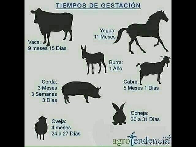 Cuánto tiempo tarda la gestación en reptiles domésticos con bajo presupuesto