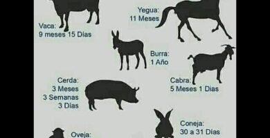 Cuánto tiempo tarda la gestación en reptiles domésticos en invierno