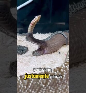 Cuánto tiempo tarda la gestación en reptiles domésticos sin incubadora