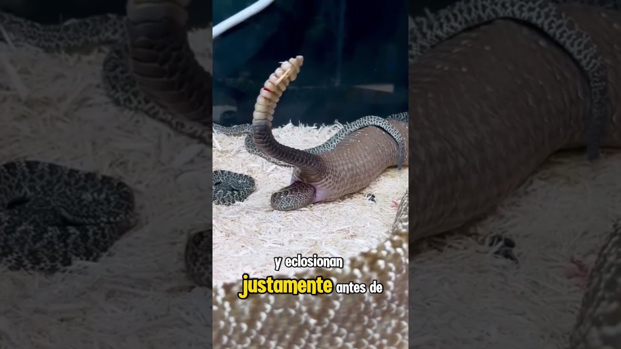 Cuánto tiempo tarda la gestación en reptiles domésticos sin incubadora