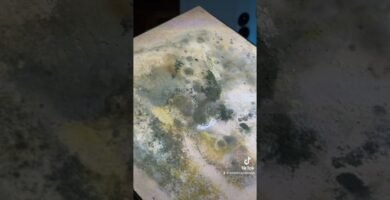 Diseño de casas de reptiles para espacios pequeños para serpientes