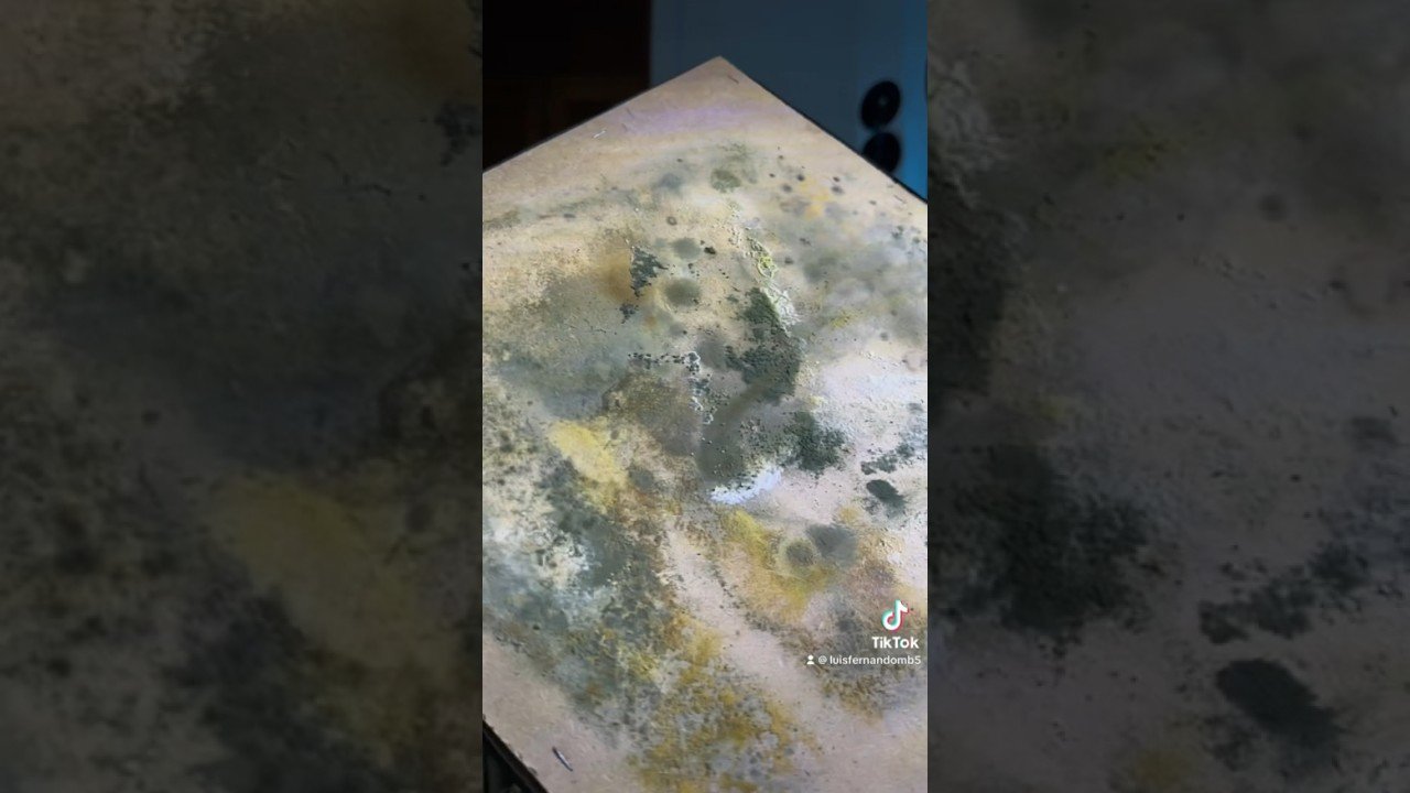 Diseño de casas de reptiles para espacios pequeños para serpientes