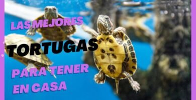 Diseño de casas de reptiles para espacios pequeños para tortugas