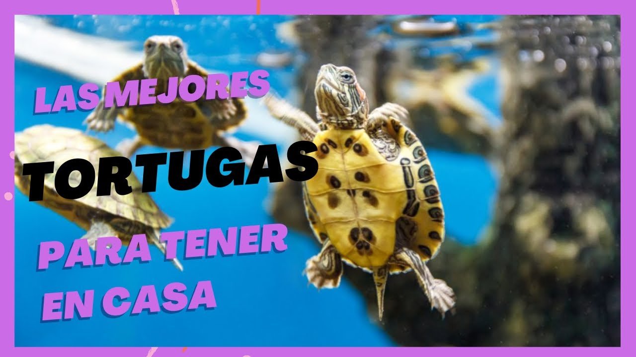 Diseño de casas de reptiles para espacios pequeños para tortugas