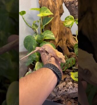 Diseño de casas de reptiles para espacios pequeños sin riesgos de escapes